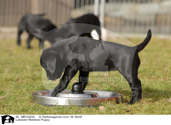 Labrador Retriever Welpe / Labrador Retriever Puppy / MR-03934