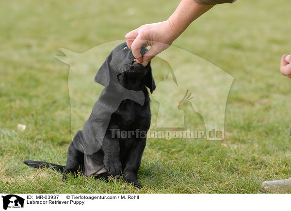 Labrador Retriever Welpe / Labrador Retriever Puppy / MR-03937