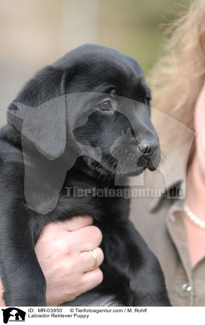 Labrador Retriever Welpe / Labrador Retriever Puppy / MR-03950