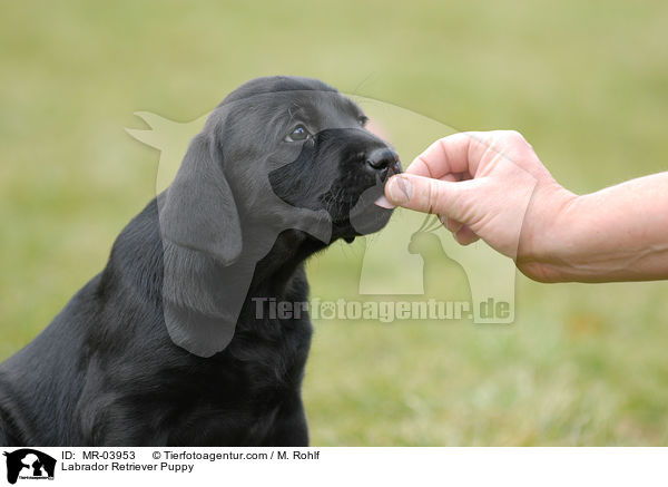 Labrador Retriever Welpe / Labrador Retriever Puppy / MR-03953