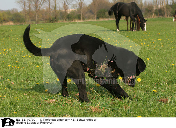 buddelnder Labrador Retriever / digging Labrador Retriever / SS-19700