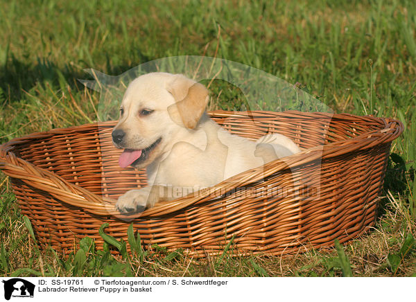 Labrador Retriever Puppy in basket / SS-19761