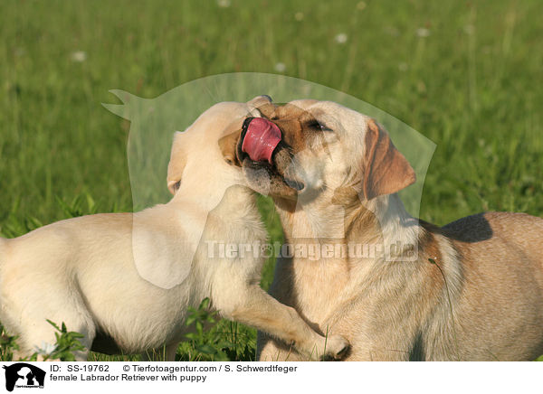 Labrador Retriever Hndin mit Welpe / female Labrador Retriever with puppy / SS-19762