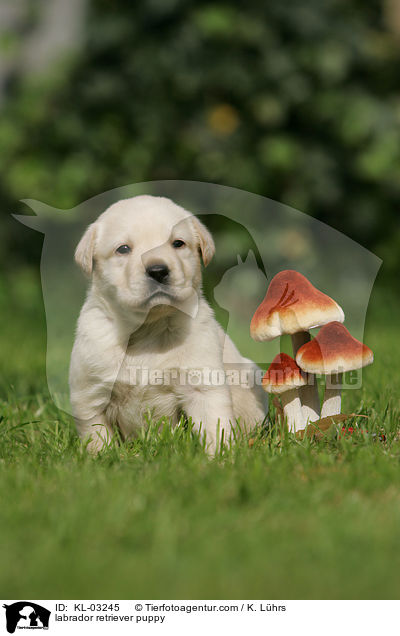 Labrador Retriever Welpe / labrador retriever puppy / KL-03245