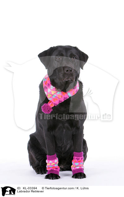 Labrador Retriever / Labrador Retriever / KL-03394