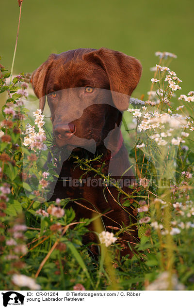 junger Labrador Retriever / young Labrador Retriever / CR-01264
