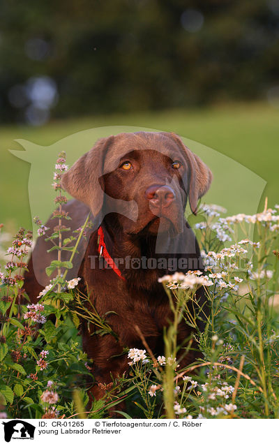 junger Labrador Retriever / young Labrador Retriever / CR-01265