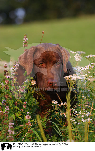 junger Labrador Retriever / young Labrador Retriever / CR-01266