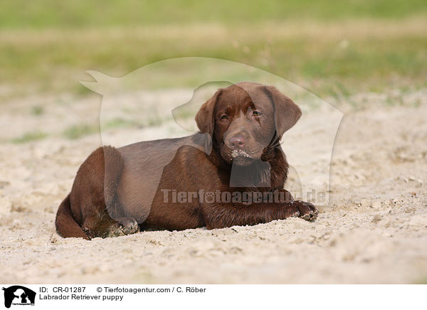 Labrador Retriever Welpe / Labrador Retriever puppy / CR-01287