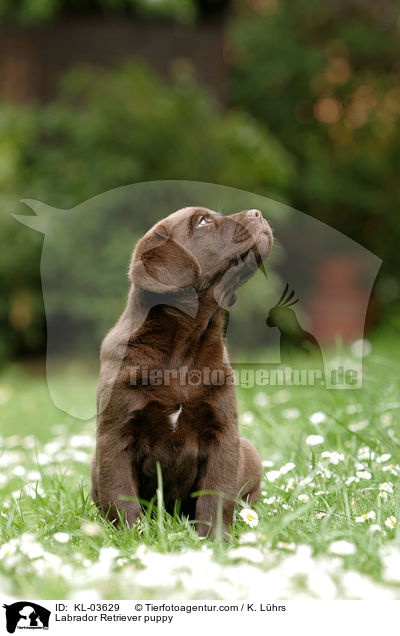 Labrador Retriever Welpe / Labrador Retriever puppy / KL-03629