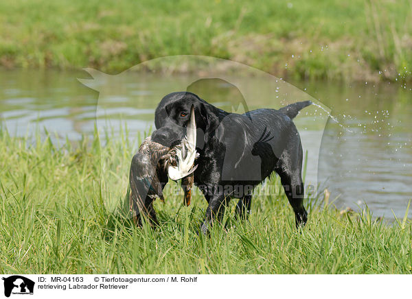 retrieving Labrador Retriever / MR-04163