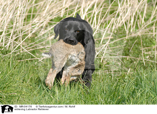 Labrador Retriever apportiert Kaninchen / retrieving Labrador Retriever / MR-04176