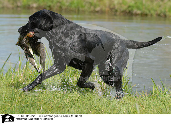 retrieving Labrador Retriever / MR-04222