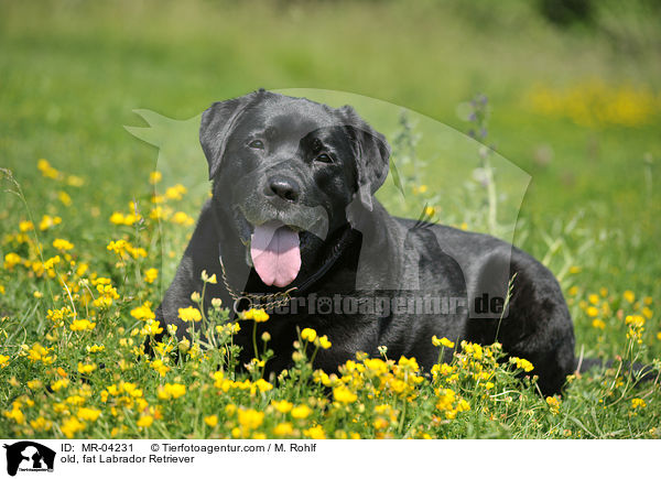 alter, dicker Labrador Retriever / old, fat Labrador Retriever / MR-04231