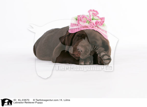 Labrador Retriever Puppy / KL-03670