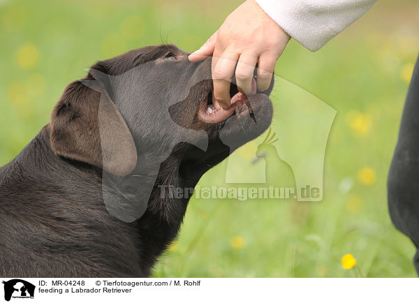 Labrador Retriever wird gefttert / feeding a Labrador Retriever / MR-04248