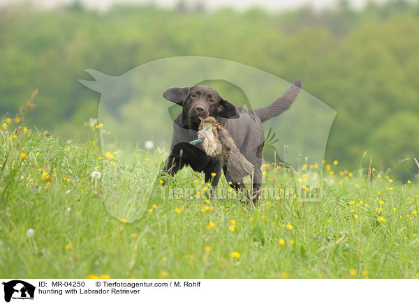 Labrador Retriever bei der Jagd / hunting with Labrador Retriever / MR-04250