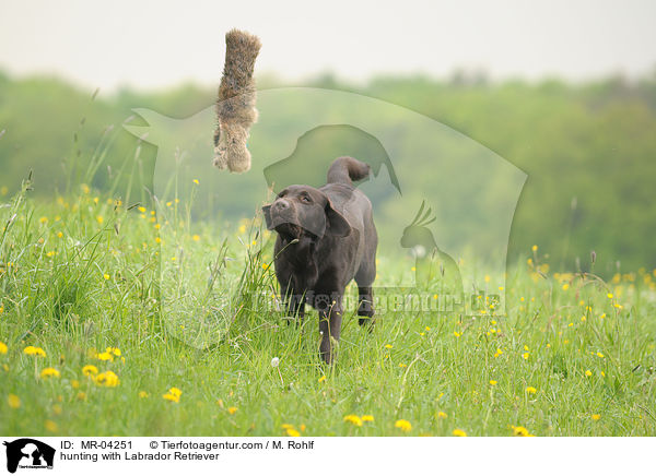 Labrador Retriever bei der Jagd / hunting with Labrador Retriever / MR-04251