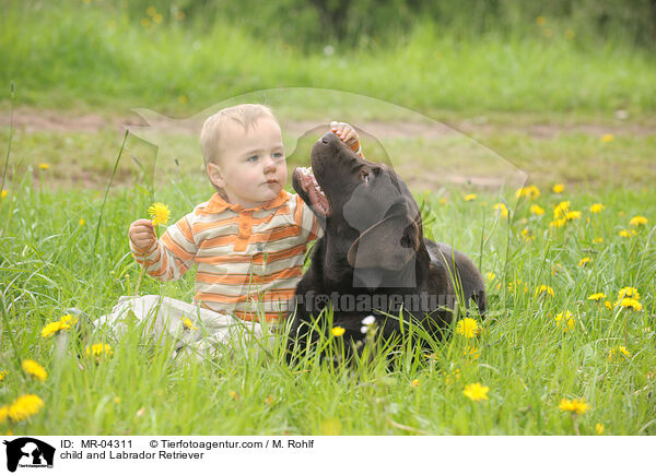 Kind und Labrador Retriever / child and Labrador Retriever / MR-04311
