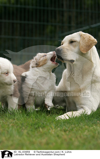 Labrador Retriever und Australian Shepherd / Labrador Retriever and Australian Shepherd / KL-03959