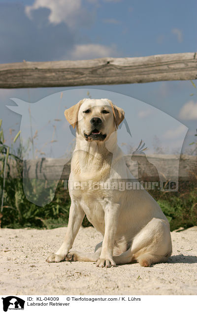 Labrador Retriever / Labrador Retriever / KL-04009