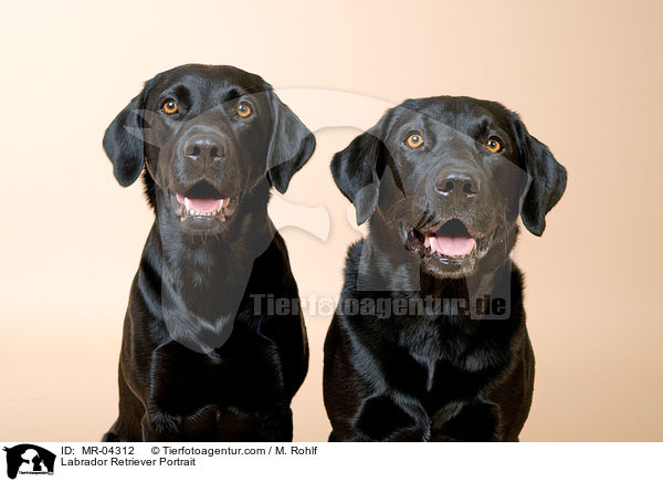 Labrador Retriever Portrait / Labrador Retriever Portrait / MR-04312