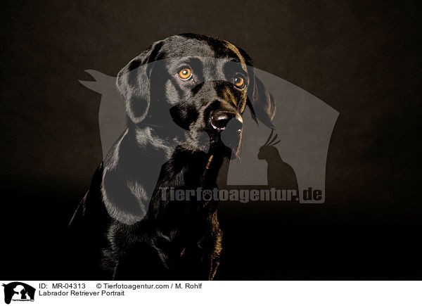 Labrador Retriever Portrait / Labrador Retriever Portrait / MR-04313