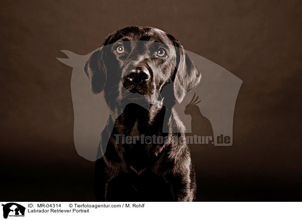 Labrador Retriever Portrait / Labrador Retriever Portrait / MR-04314