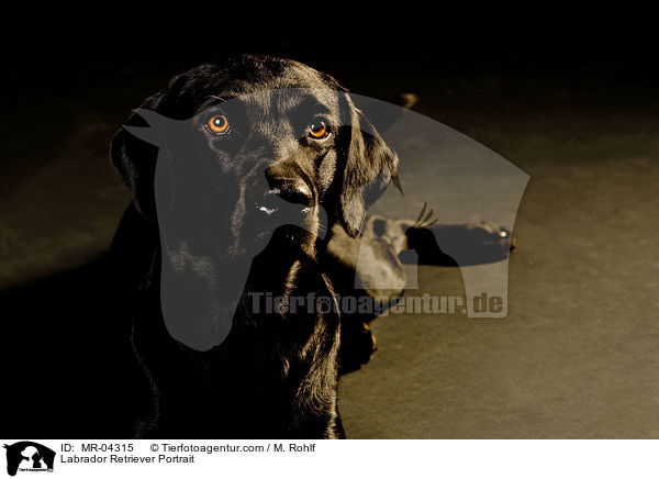 Labrador Retriever Portrait / Labrador Retriever Portrait / MR-04315