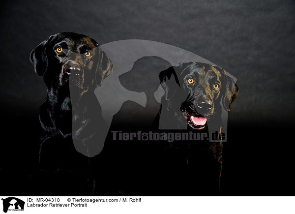 Labrador Retriever Portrait / Labrador Retriever Portrait / MR-04318