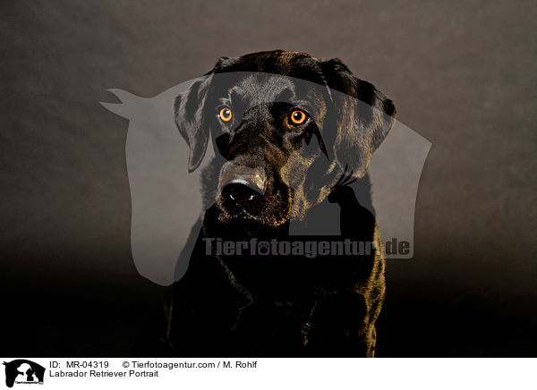 Labrador Retriever Portrait / Labrador Retriever Portrait / MR-04319