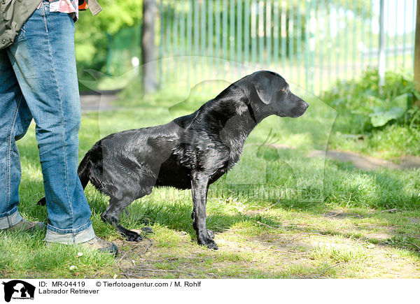 Labrador Retriever / Labrador Retriever / MR-04419