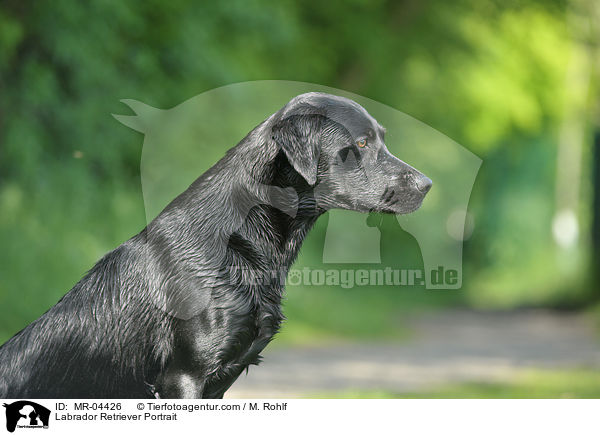 Labrador Retriever Portrait / Labrador Retriever Portrait / MR-04426
