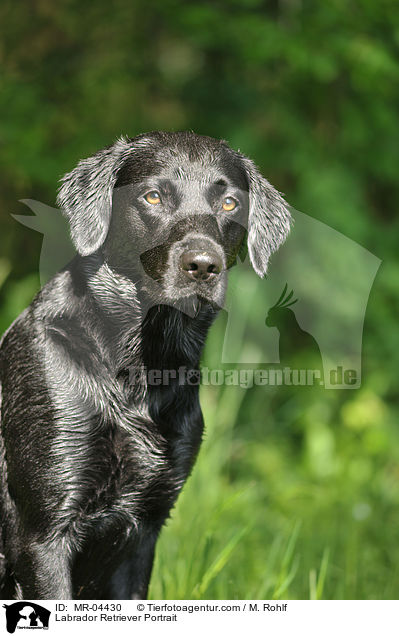 Labrador Retriever Portrait / Labrador Retriever Portrait / MR-04430