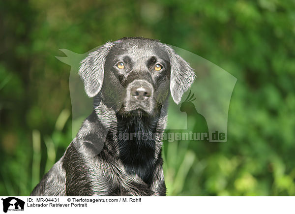 Labrador Retriever Portrait / Labrador Retriever Portrait / MR-04431
