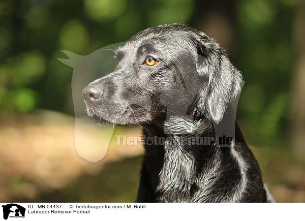 Labrador Retriever Portrait / Labrador Retriever Portrait / MR-04437