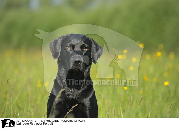 Labrador Retriever Portrait / Labrador Retriever Portrait / MR-04442