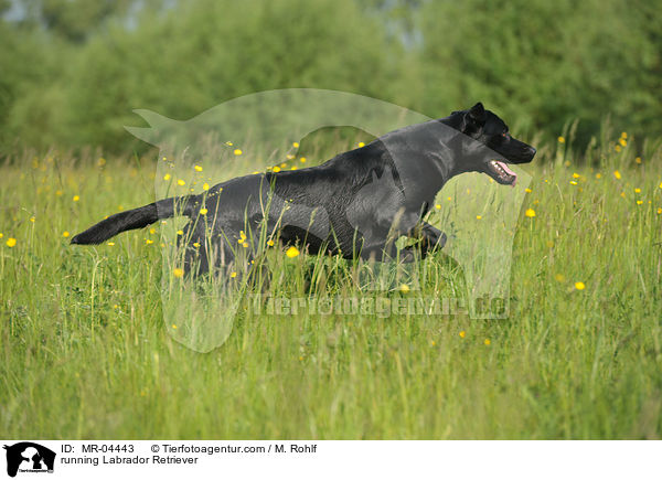 rennender Labrador Retriever / running Labrador Retriever / MR-04443