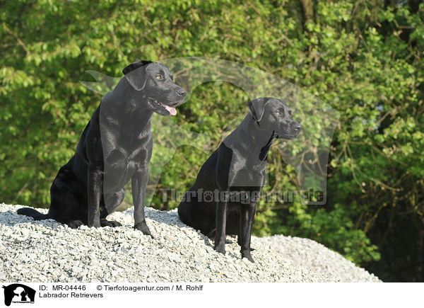 Labrador Retriever / Labrador Retrievers / MR-04446