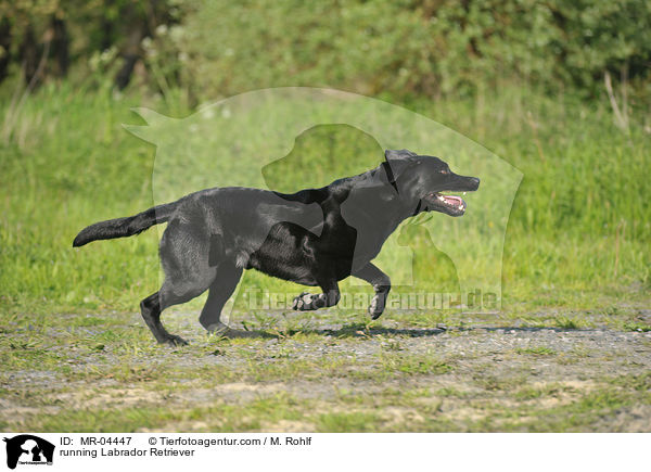 rennender Labrador Retriever / running Labrador Retriever / MR-04447