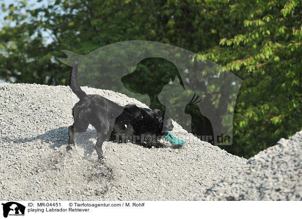 spielender Labrador Retriever / playing Labrador Retriever / MR-04451
