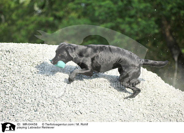 spielender Labrador Retriever / playing Labrador Retriever / MR-04458