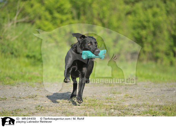 spielender Labrador Retriever / playing Labrador Retriever / MR-04459