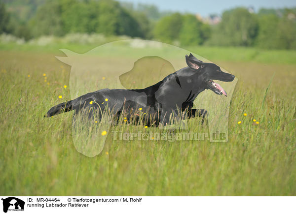 rennender Labrador Retriever / running Labrador Retriever / MR-04464