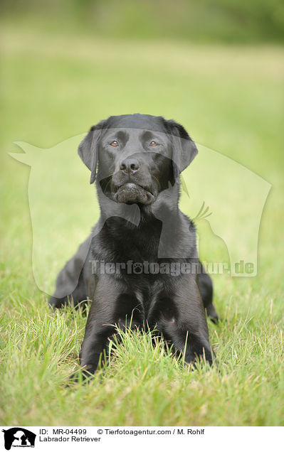 Labrador Retriever / Labrador Retriever / MR-04499