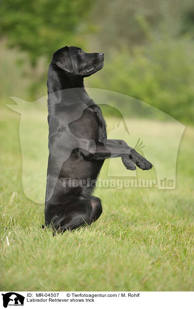 Labrador Retriever macht Mnnchen / Labrador Retriever shows trick / MR-04507