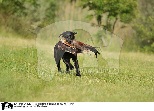 apportierender Labrador Retriever / retrieving Labrador Retriever / MR-04522