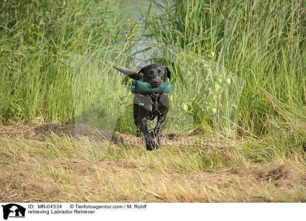 apportierender Labrador Retriever / retrieving Labrador Retriever / MR-04534