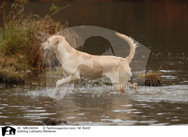 badender Labrador Retriever / bathing Labrador Retriever / MR-04604