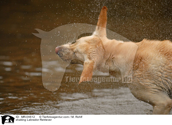 Labrador Retriever sch�ttelt sich / shaking Labrador Retriever / MR-04612